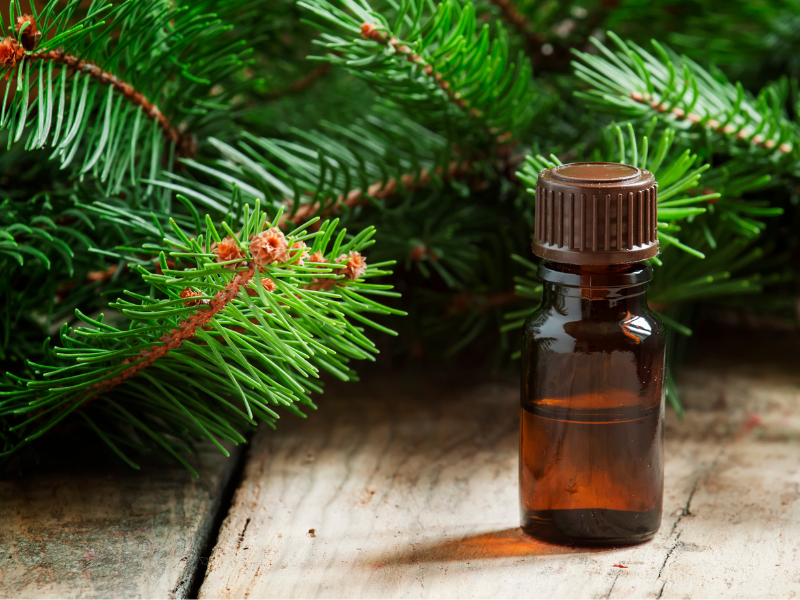 Siberian Fir Oil Uses and Benefits