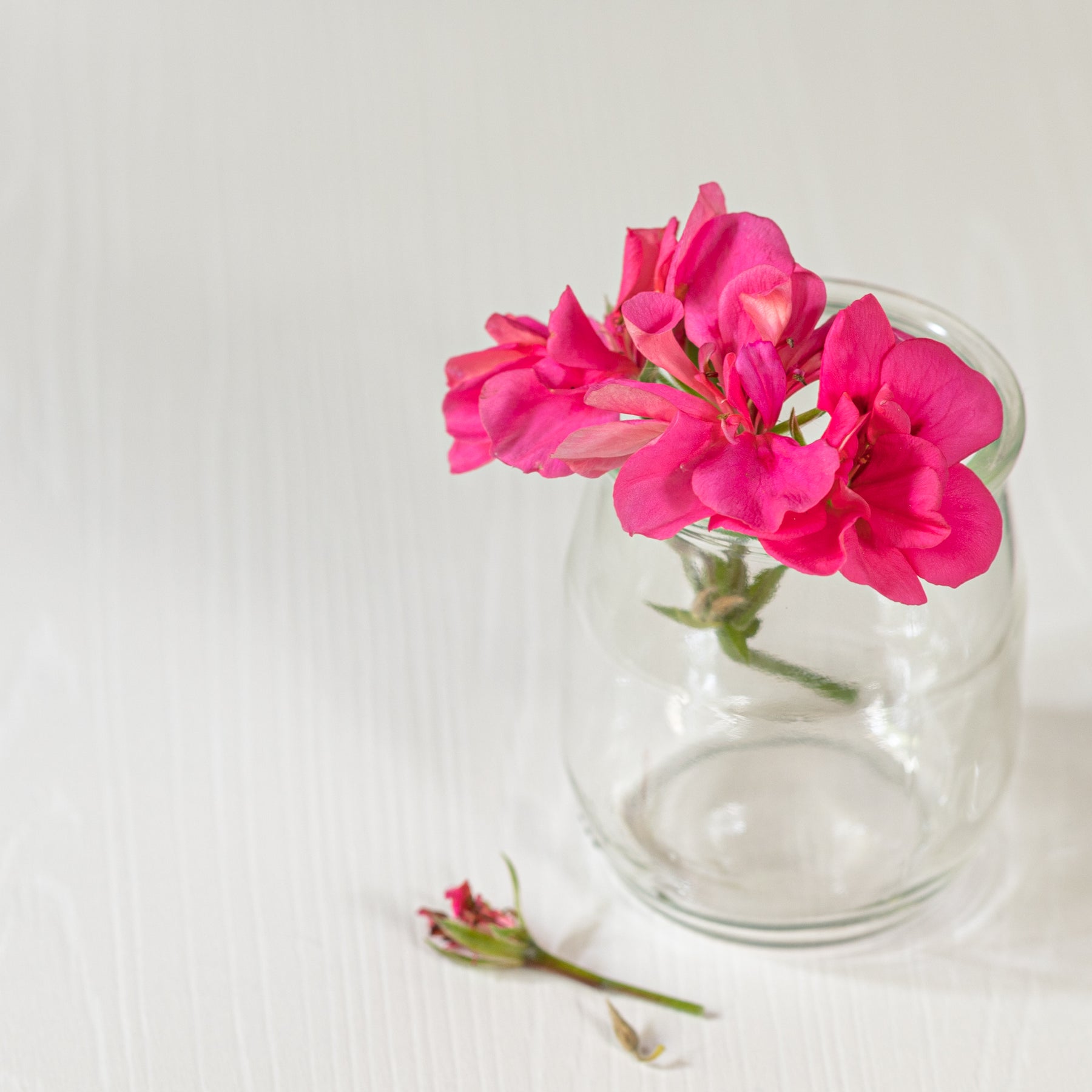 organic geranium flower