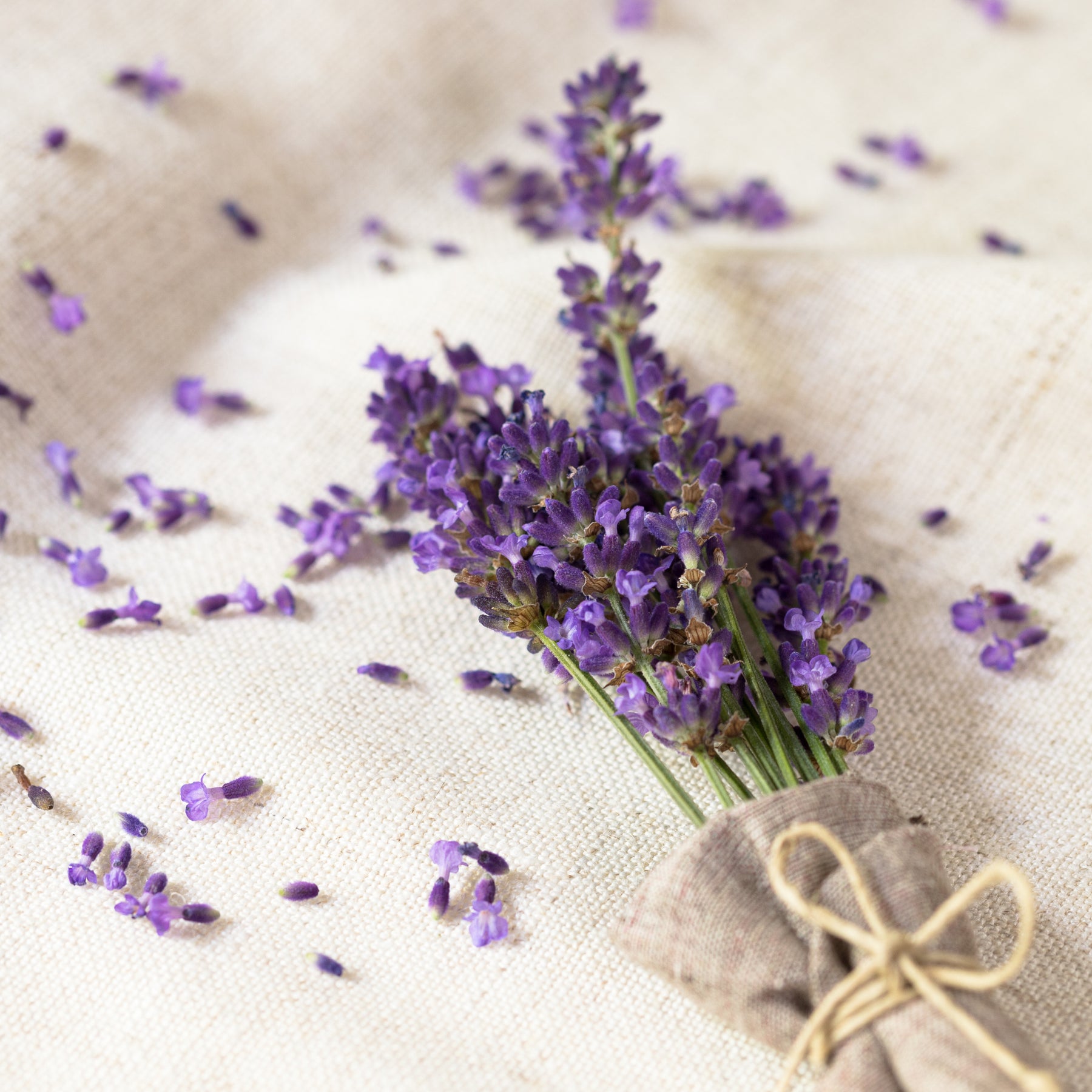 organic lavender