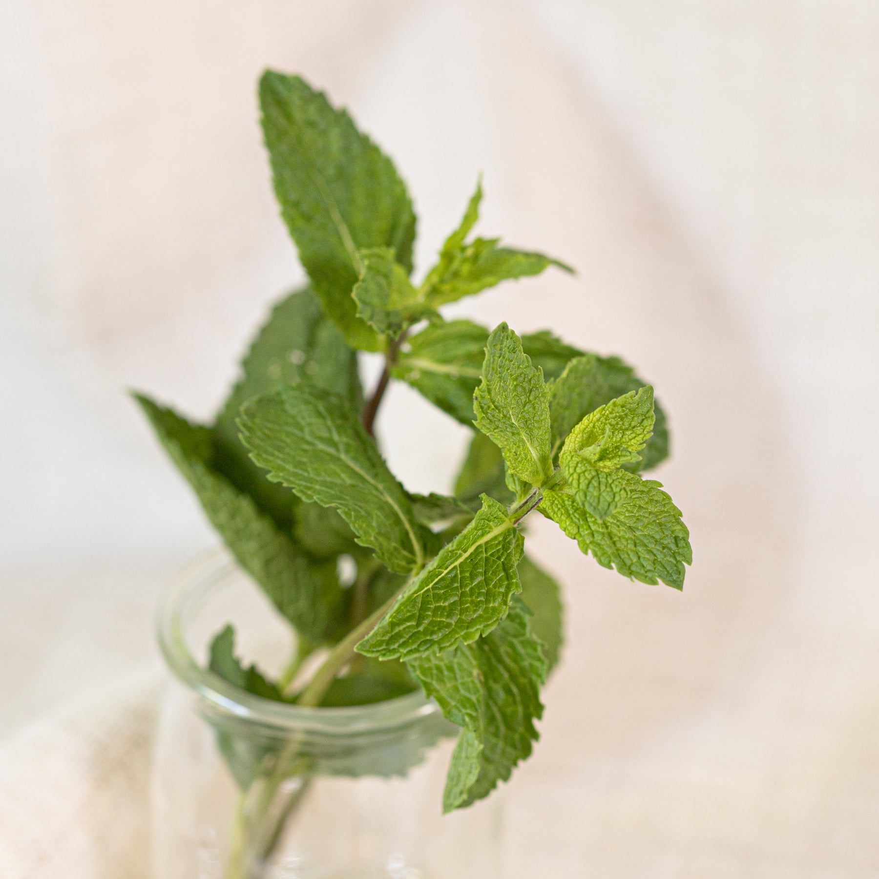 organic spearmint leaves