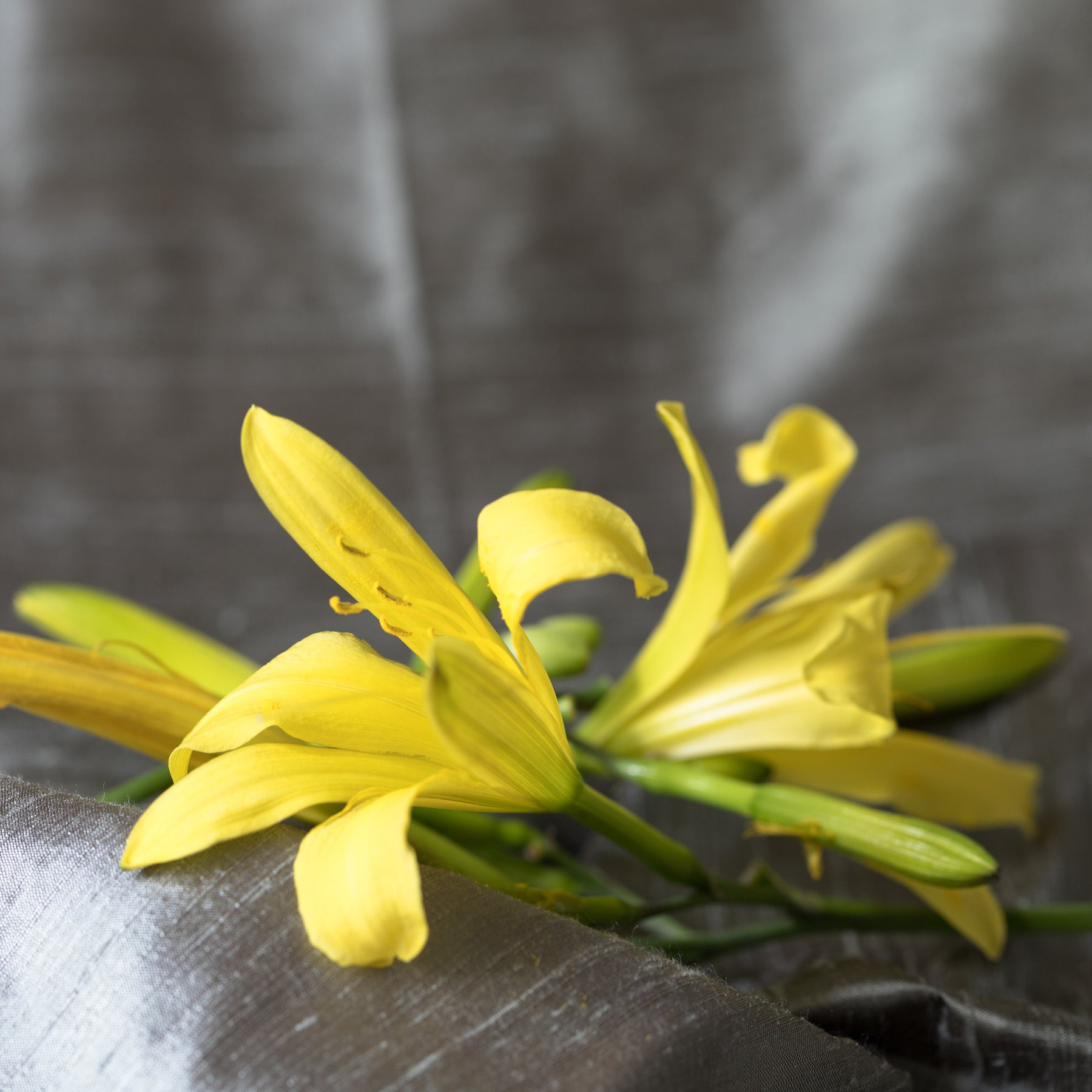 ylang ylang flower