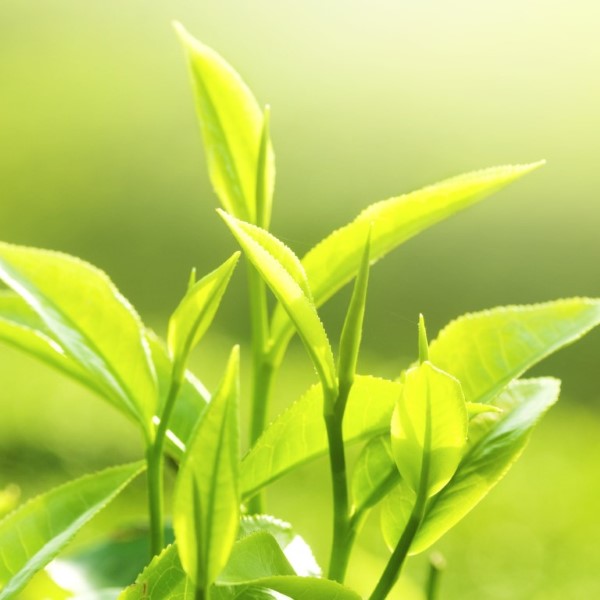 tea tree