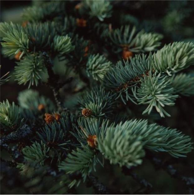 Winter Pines doftljus