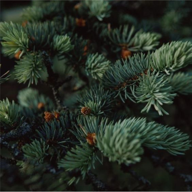 Winter Pines Scented Candle