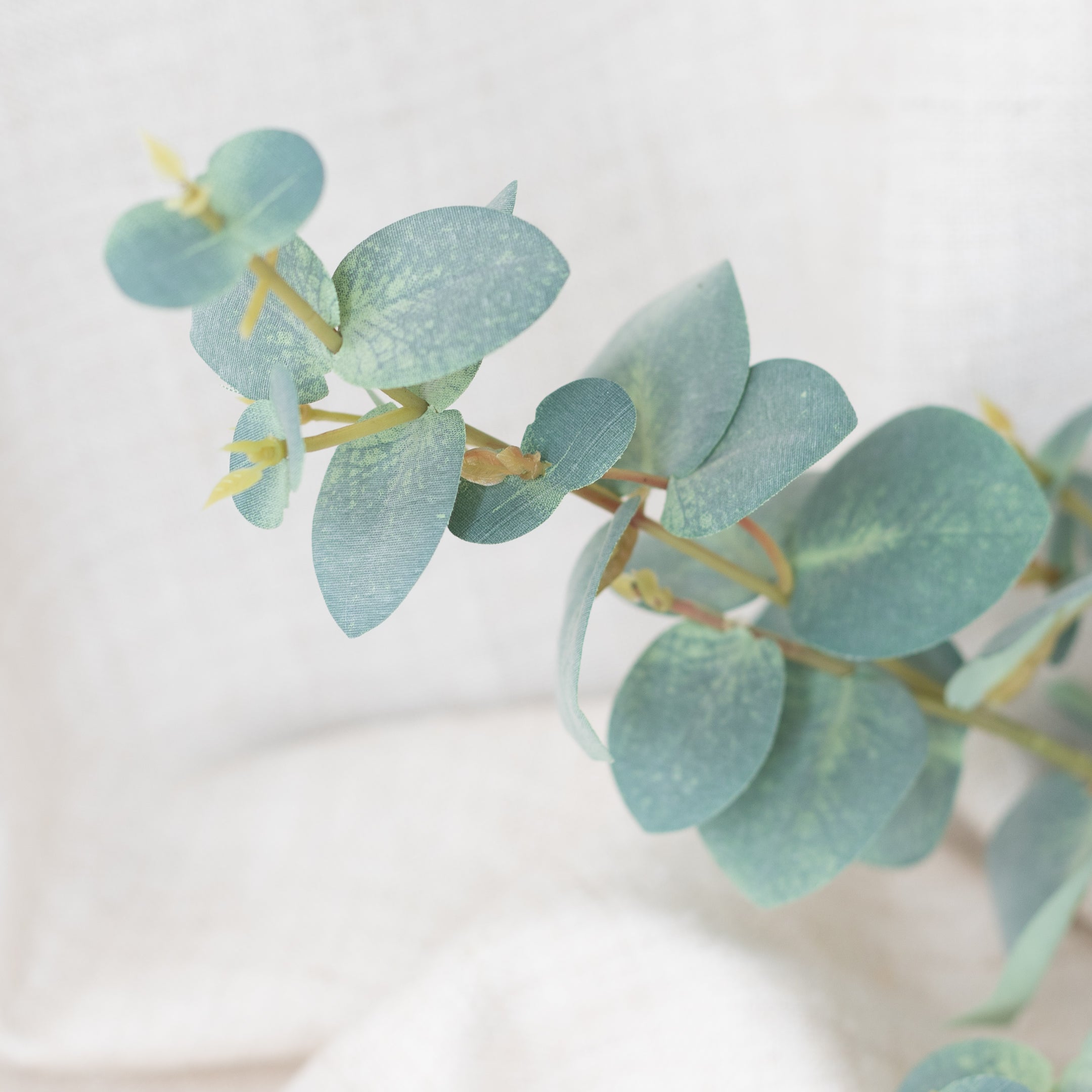 organic eucalyptus leaves