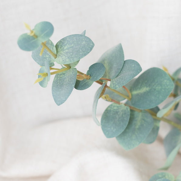 organic eucalyptus leaves
