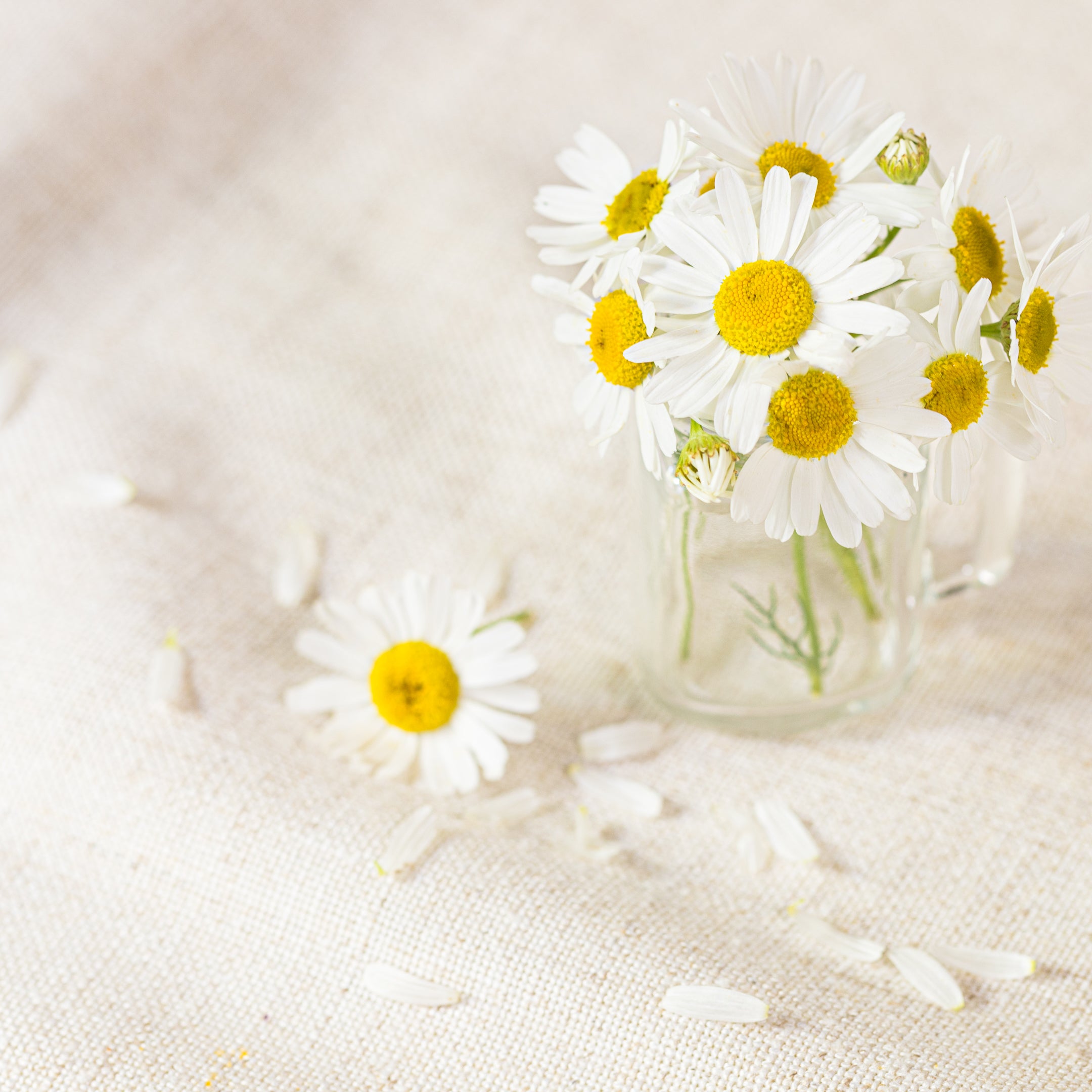 organic roman chamomile
